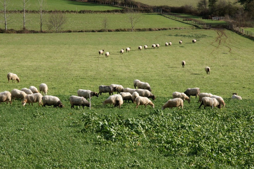 
            Mise en place du pâturage tournant dynamique: Gérer l’excès d’herbe