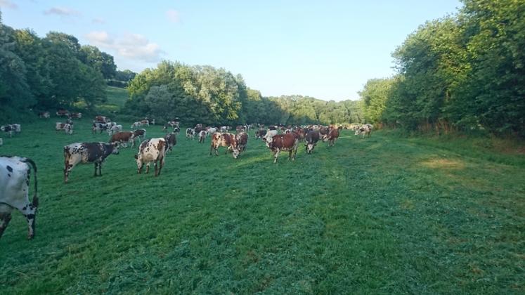 
            Mise en place du pâturage tournant dynamique: Préparer la sécheresse estivale