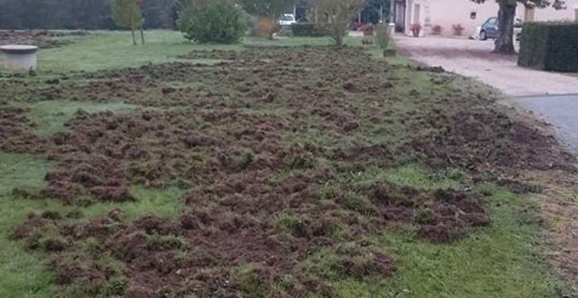 
            Les dégâts causés par les sangliers sur les cultures