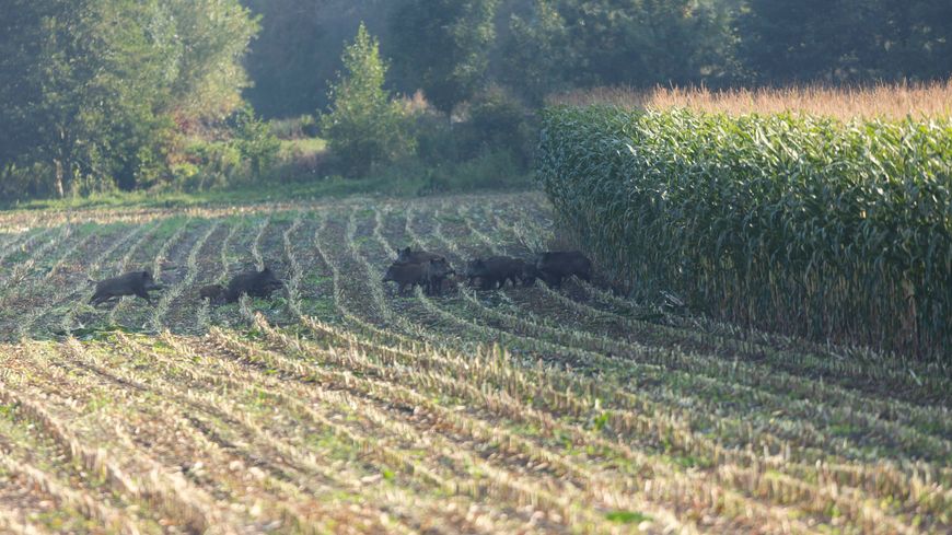 
            Dégâts des sangliers: comment lutter?