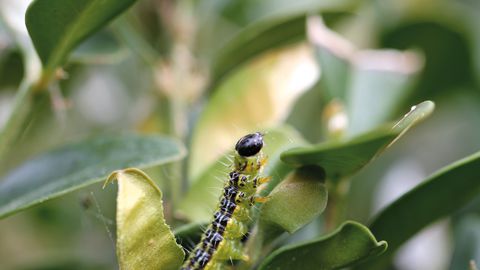 
            Le biocontrôle en France: La génétique, un espoir 