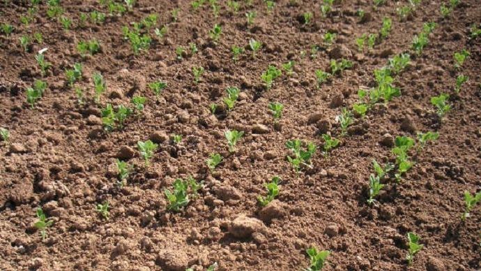 
           Des semis de pois de printemps retardés par la météo