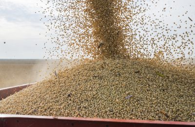 
            Jusqu'à quelle humidité peut-on stocker un grain sans séchage ?