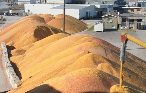 
            Marché des grains: L’incertitude gagne les marchés