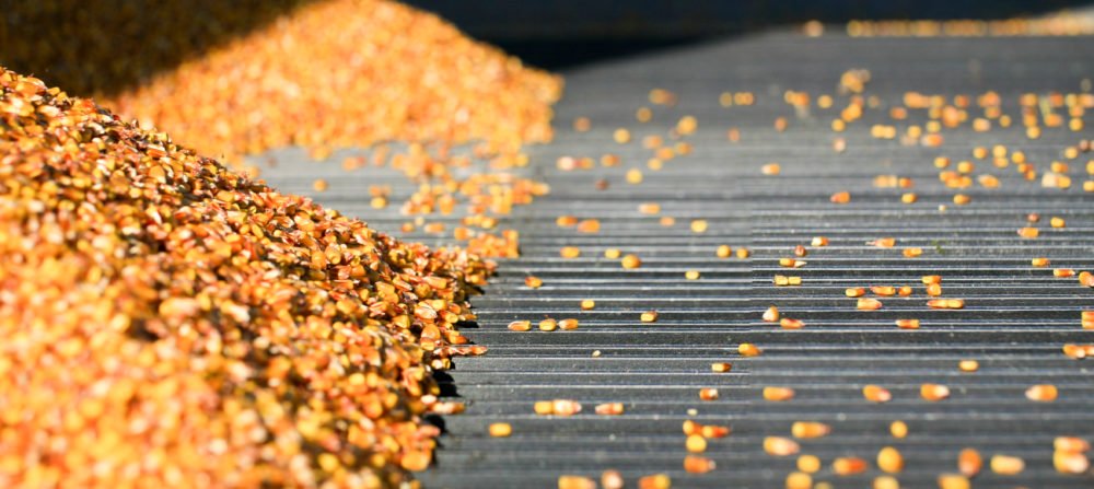 
            Marché des grains: Les céréales sur la défensive