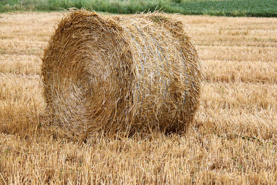 
            Utilisation du foin et des résidus secs