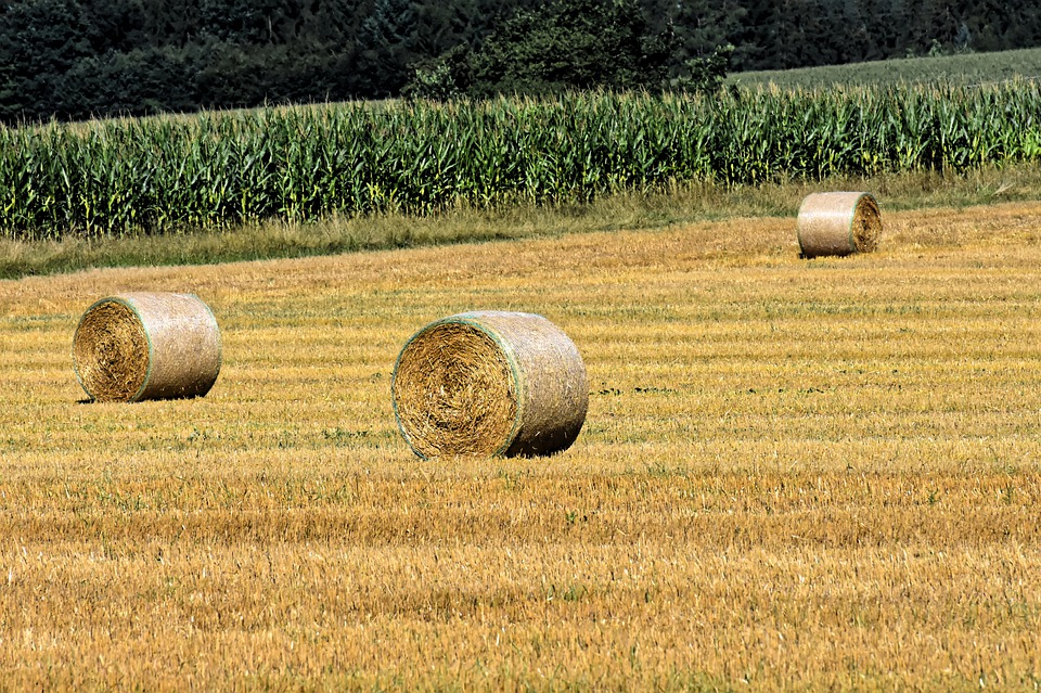 
            Foin et résidus dans les systèmes alimentaires