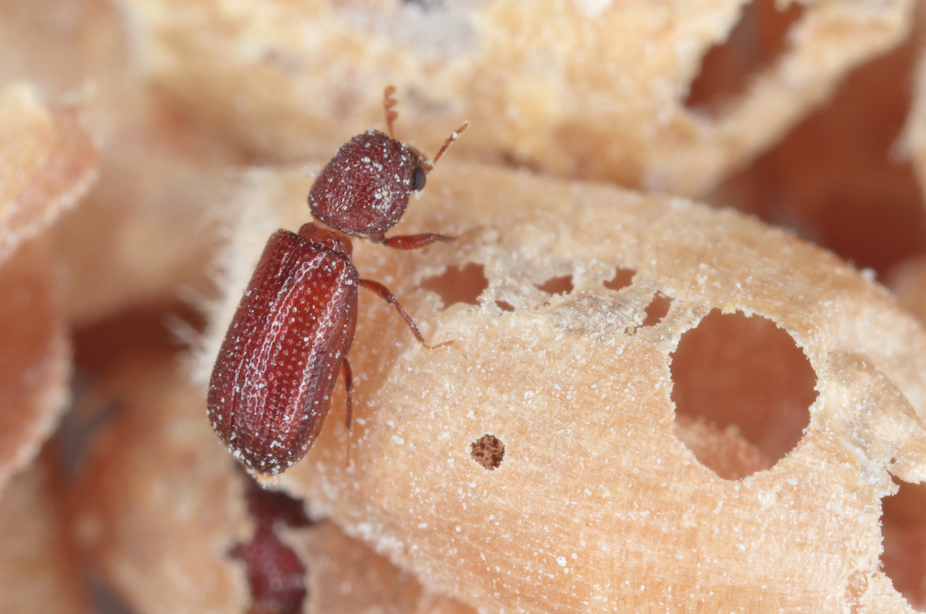 
            Méthodes de lutte contre les ravageurs et les moisissures des grains:  Lutte chimique