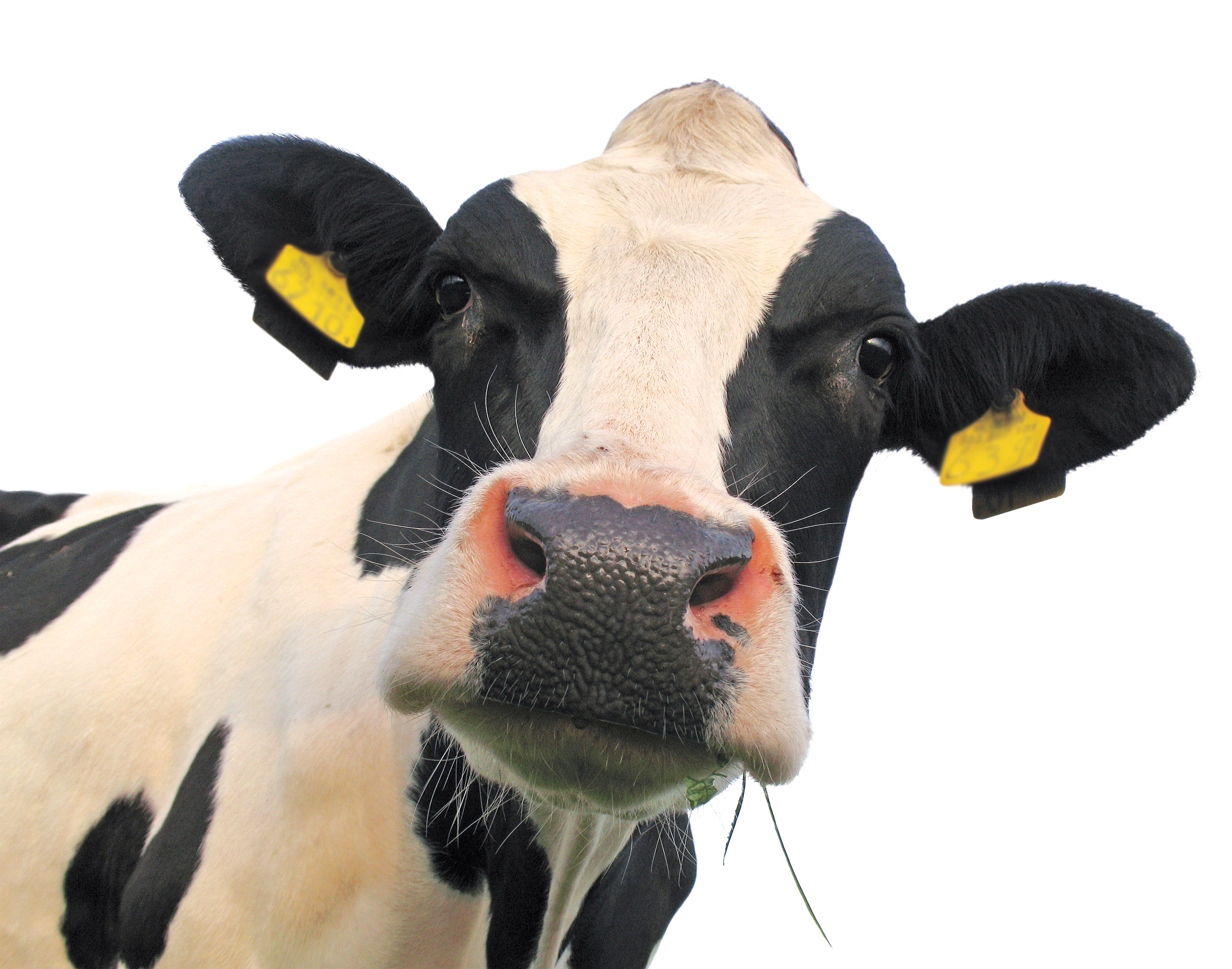 
          Pourquoi retarder l’insémination des vaches en stress métabolique?