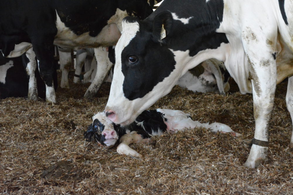 
          Retarder l’insémination des vaches en stress métabolique: Une analyse épigénétique