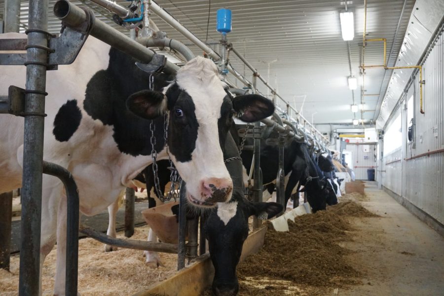 
          Retarder l’insémination des vaches en stress métabolique: Quel impact sur le portefeuille?