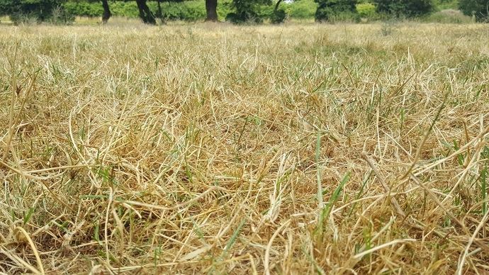 
          Prairie dégradée : quelle intervention réaliser et avec quel outil ? 