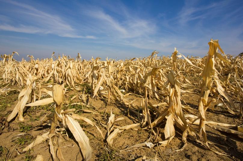 
          Agriculture européenne de demain: Le changement climatique aura un impact majeur sur les futures récoltes