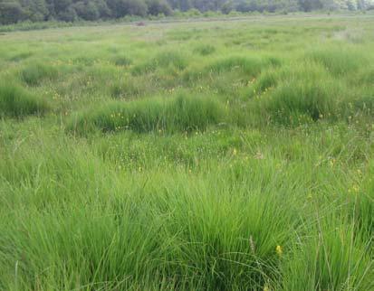 
          Prairie dégradée : Colonisation de la prairie par la mousse