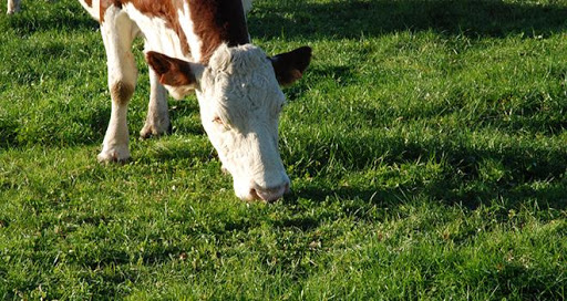 
          Sol compacté, preuve de la dégradation d’une prairie