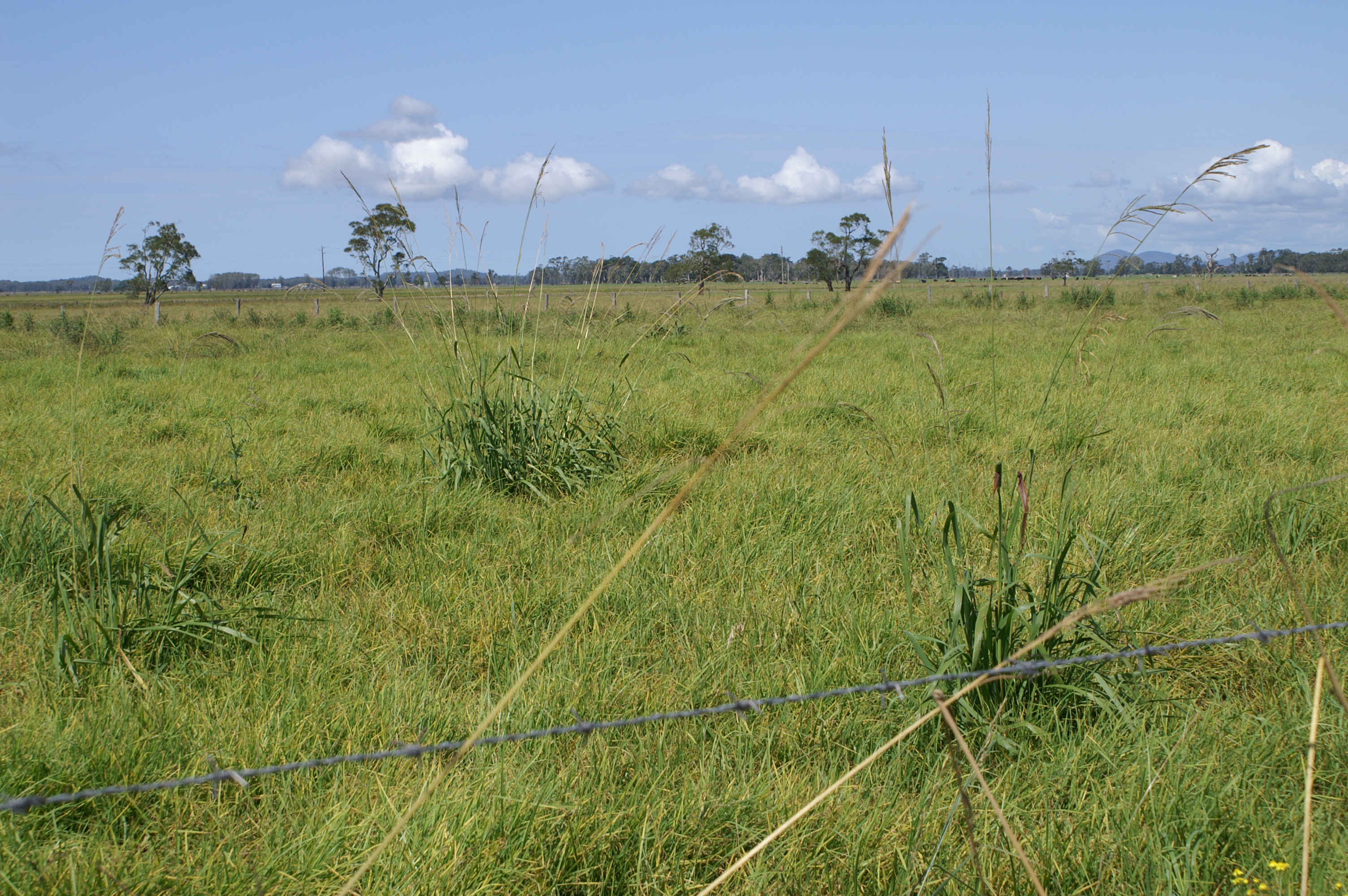 
          Prairie dégradée : Présence de refus sur la parcelle