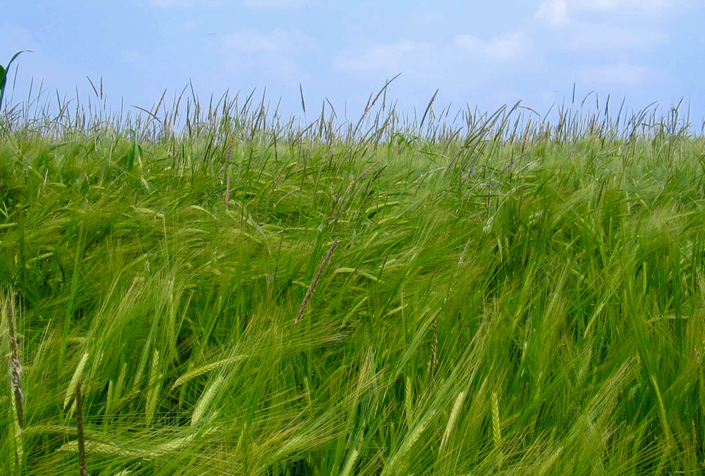
          Un test génétique portatif contre les mauvaises herbes résistantes