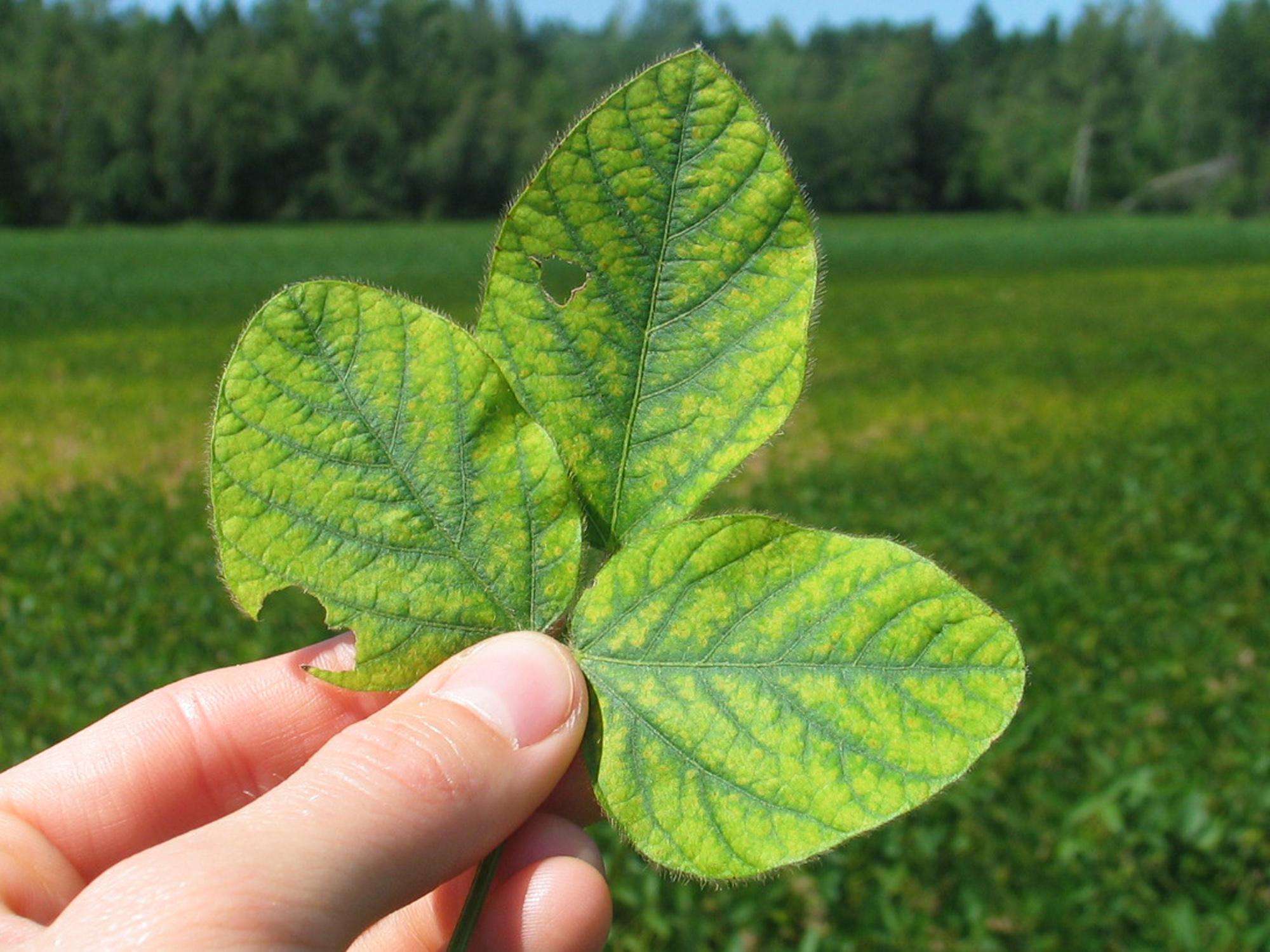 
          Prévention et correction d’une carence en Manganèse dans le soya