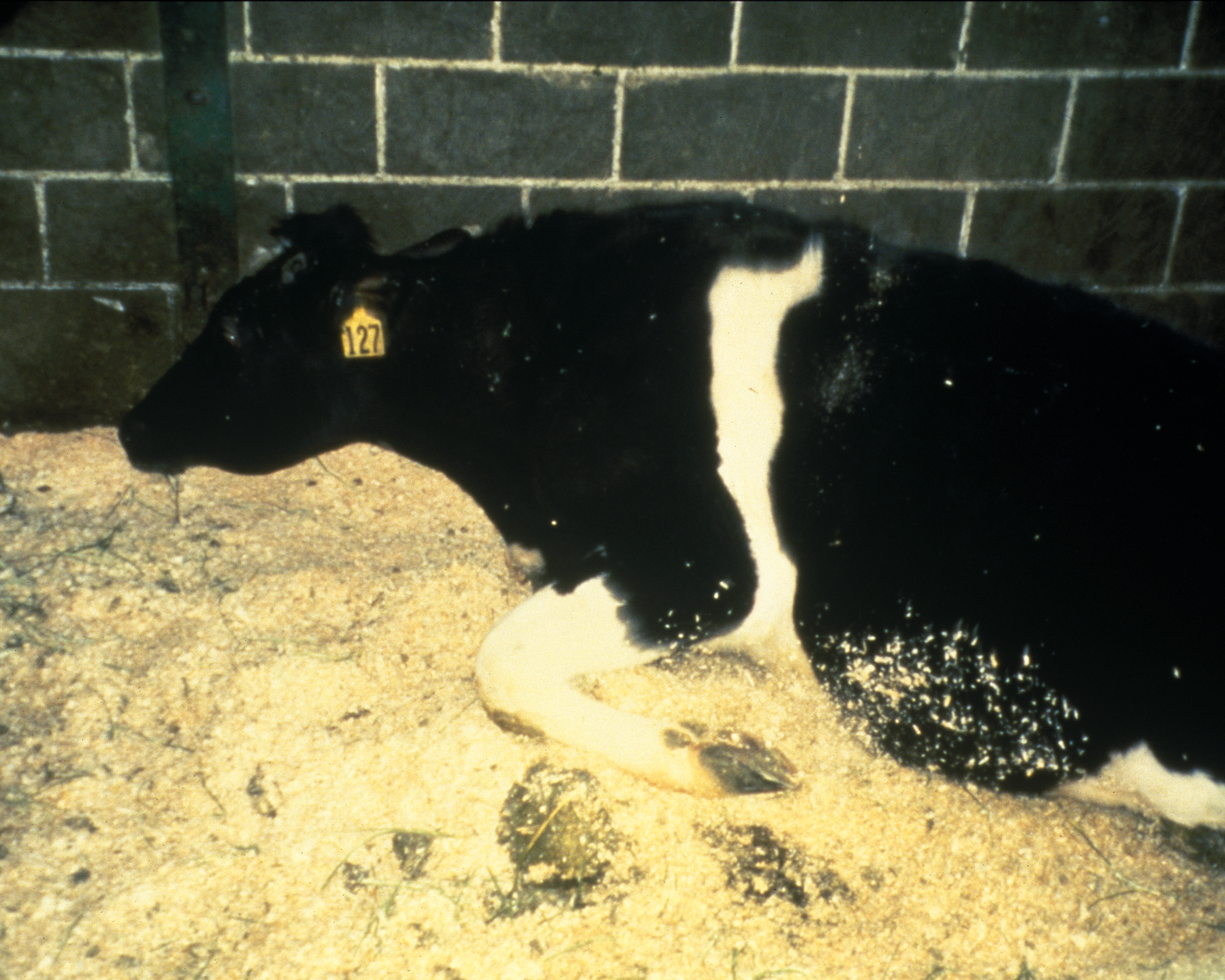 
          Les causes de la tétanie d'herbage chez les bovins 