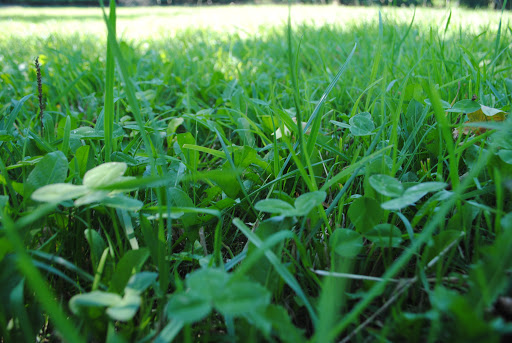 
          Comment traiter la tétanie d'herbage?