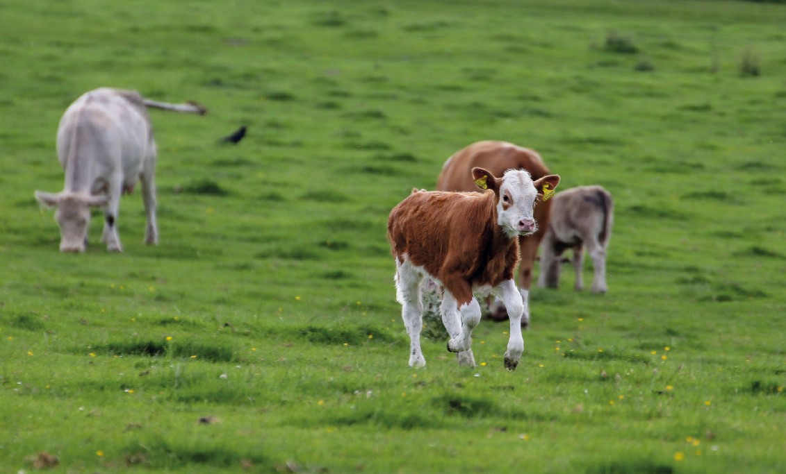 
           Comment prévenir les tétanies d’herbage chez les bovins? 