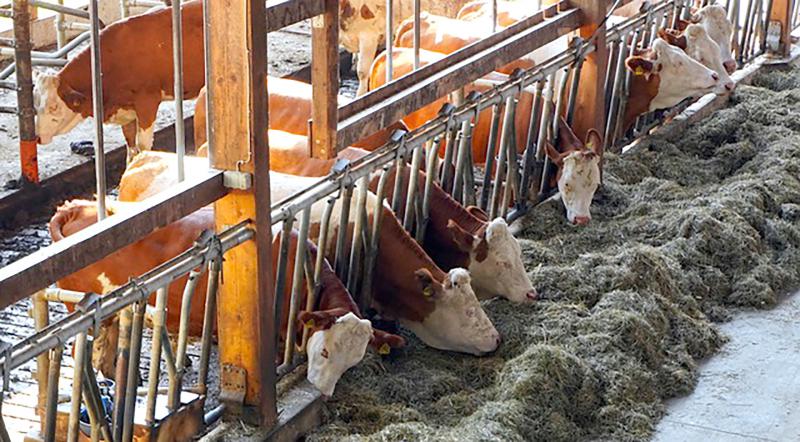 
          La première protection contre le Covid-19 en élevage : les gestes barrières classiques