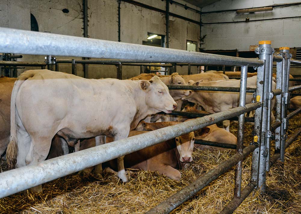 
          Comment optimiser les performances en engraissement des jeunes bovins: la validation des solutions mises en place