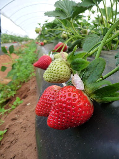 
          Le soufre : élément fertilisant et acidifiant