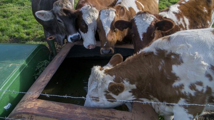 
          Les nouveaux abreuvoirs qui permettent de vidanger sans se mouiller  afin  d’hydrater le troupeau en toute sécurité