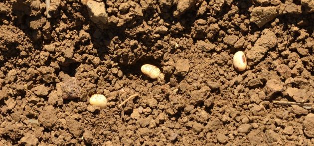 
          Implantation de soja: Savoir attendre que le sol se réchauffe suffisamment pour réussir l'implantation
