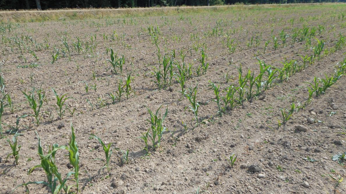 
          Les solutions agricoles pour lutter contre le taupin