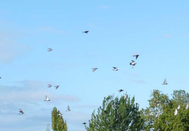 
          Dégâts d'oiseaux: un risque réel sur tournesol