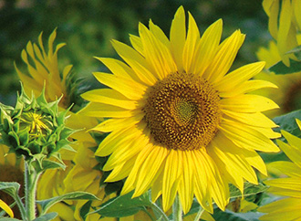 
          Tournesol: Les signes de dégâts causés par les oiseaux