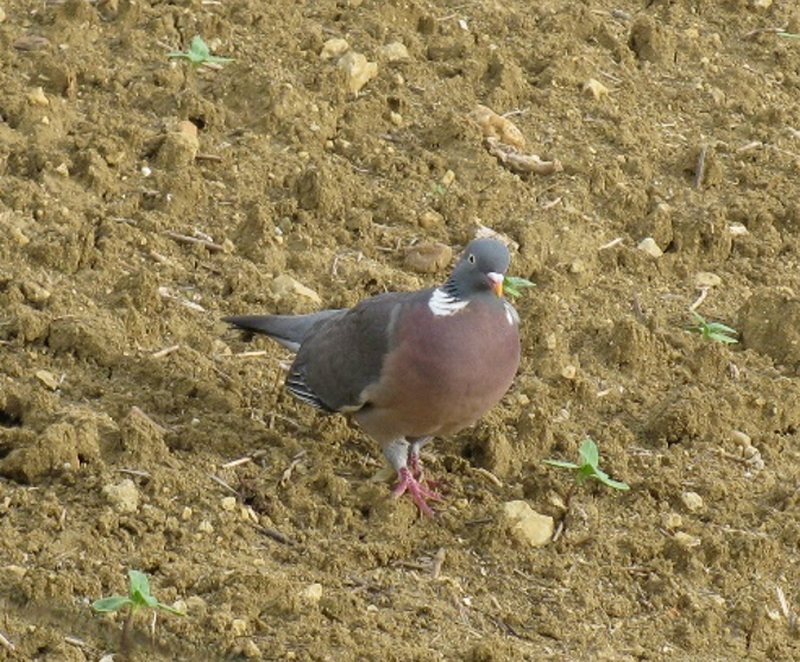 
          Les facteurs favorisent les attaques d’oiseaux sur tournesol