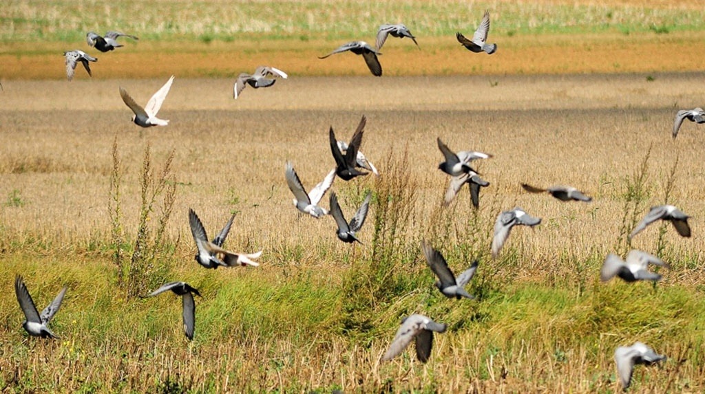 
          Dégâts d'oiseaux sur tournesol: Les méthodes de lutte 