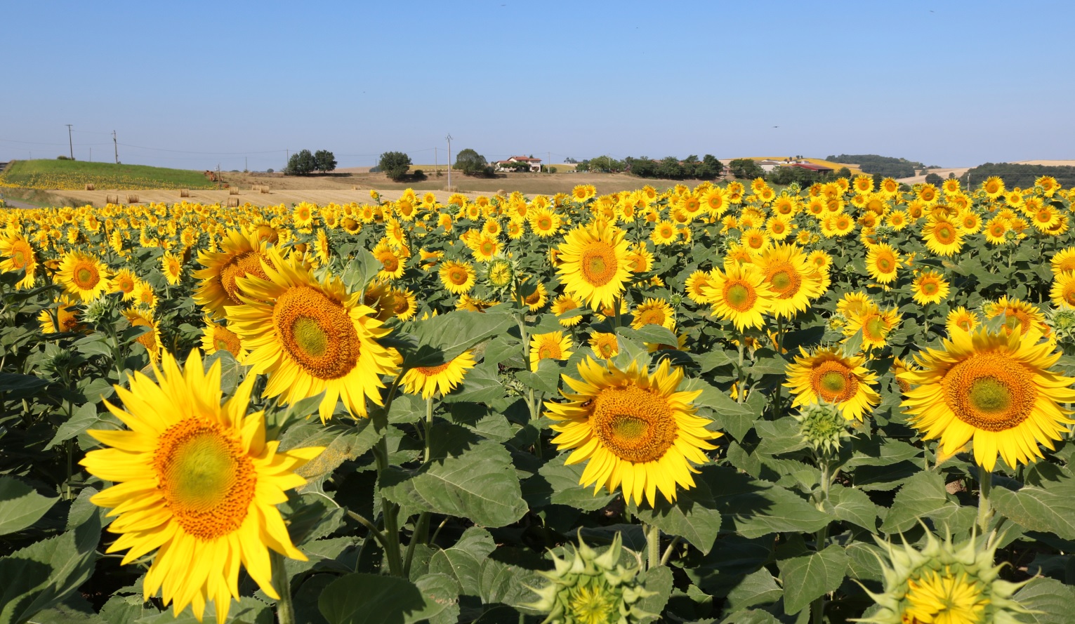
          Dégâts d'oiseaux sur tournesol: Conseils opérationnels    