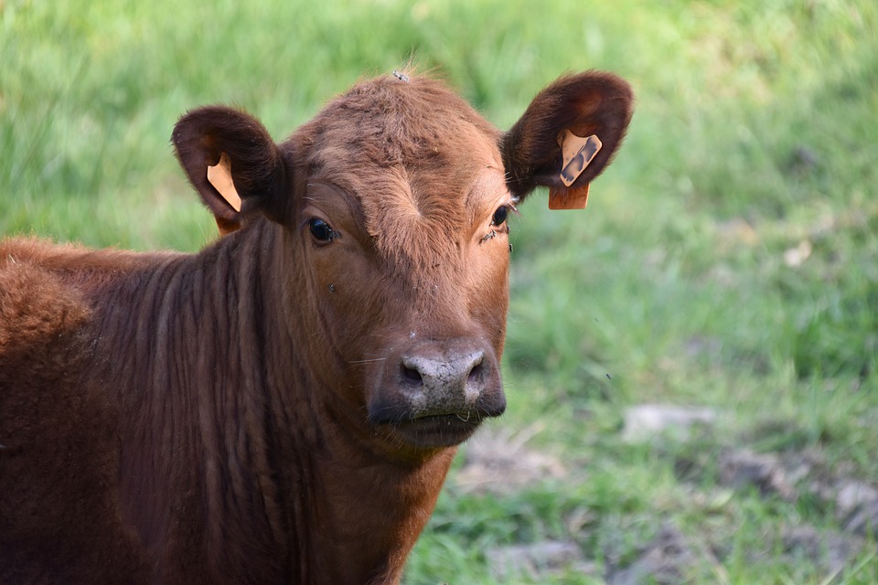 
          Quand mettre à l'herbe les génisse?