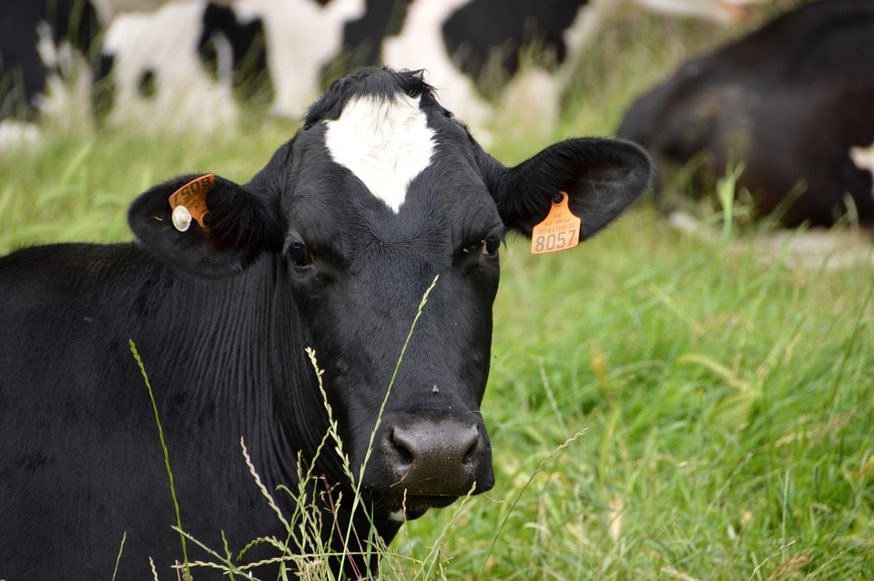 
          Les tiques : parasites et vecteurs de maladies chez les bovins