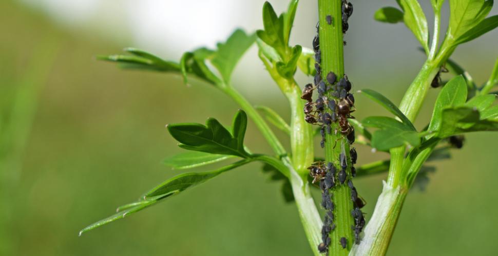 
          Les pucerons: dégâts sur les plantes