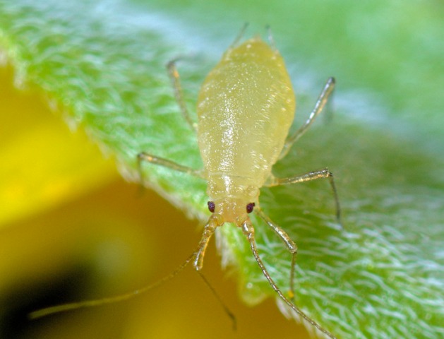 
          Comment reconnaître les espèces de pucerons qui colonisent les céréales à paille?