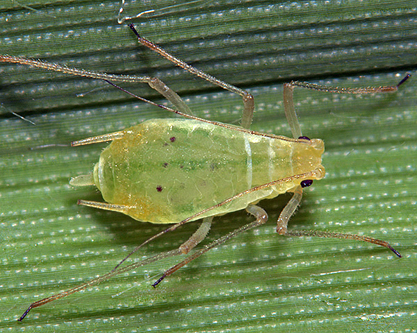 
          Metopolophium dirhodum ou puceron des feuilles de graminées