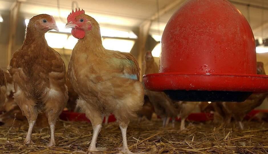 
          Une vaste campagne de dépistage en Vendée après plusieurs cas de Covid- 19 dans un abattoir