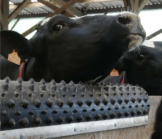 
          Grat’O Gratte/Dairy Scratchy: Station de massage et grattage