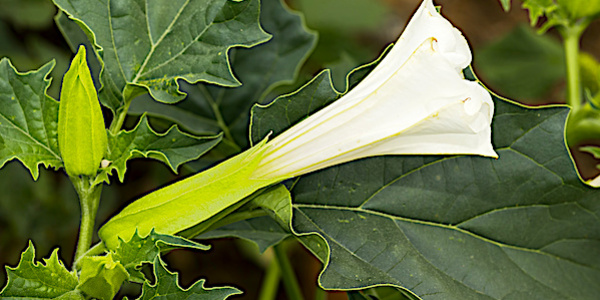 
          Cycle de développement des datura sur les cultures de maïs