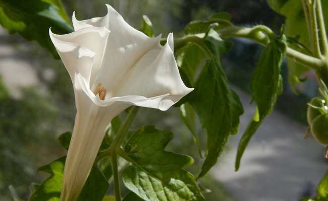 
          Où peut-on retrouver le datura?