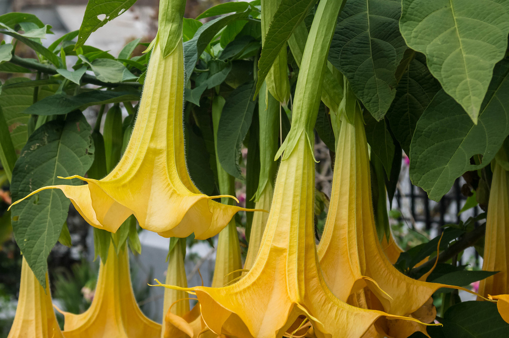 
          Comment reconnaître le datura ?