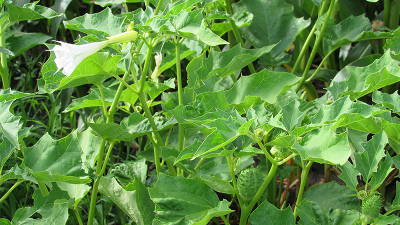 
          Comment lutter contre le datura dans les cultures?