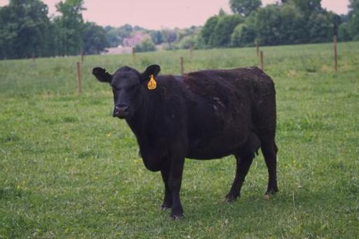 
          Morphologie des races bovines angus