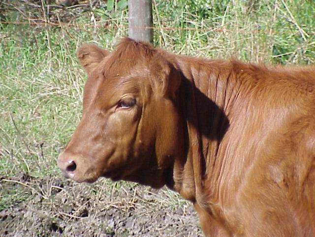 
          Les aptitudes d'un bovin de race angus