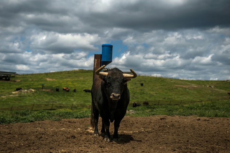 
           La tauromachie espagnole encornée par le coronavirus 